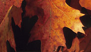 Leaves